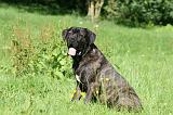 CANE CORSO 1021